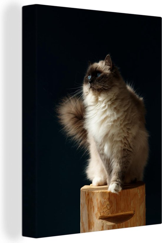 Un chat Ragdoll assis sur un poteau Toile 120x160 cm - Tirage photo sur Toile (Décoration murale salon / chambre) / Animaux domestiques Toiles Peintures XXL / Groot format!
