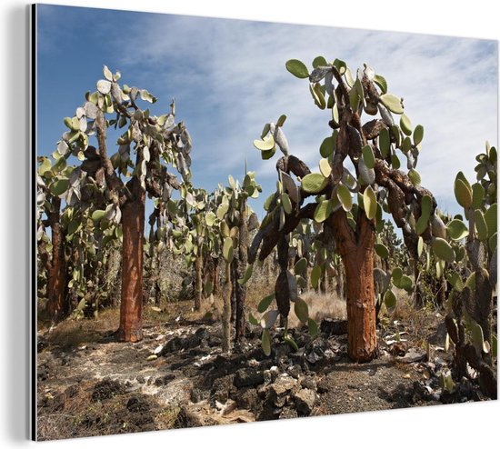 Cactussen Galapagoseilanden bij Ecuador Aluminium 60x40 cm - Foto print op Aluminium (metaal wanddecoratie) / Zee en Strand