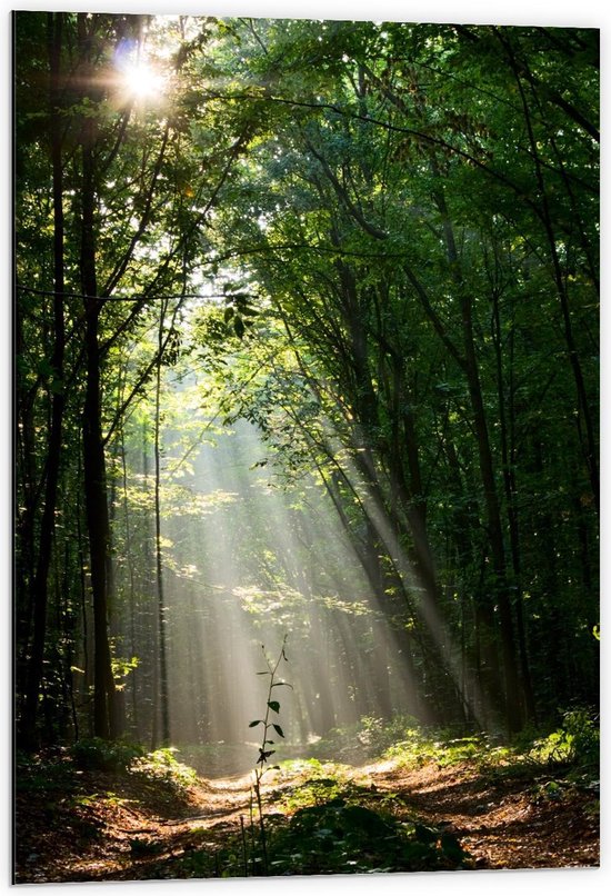 Dibond - Soleil qui brille à travers la forêt verte - Photo 60x90cm sur Aluminium (Avec Système de Suspension)