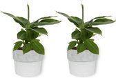 2x Kamerplant Musa Tropicana - Bananenplant - ± 30cm hoog - 12cm diameter - in witte betonnen pot
