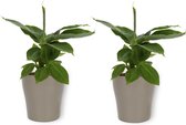 2x Kamerplant Musa Tropicana - Bananenplant - ± 30cm hoog - 12cm diameter - in zilverkleurige pot