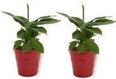 2x Kamerplant Musa Tropicana - Bananenplant - ± 30cm hoog - 12cm diameter - in rode pot