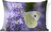 Buitenkussens - Tuin - Koolwitje vlinder drinkt nectar van lavendel - 60x40 cm