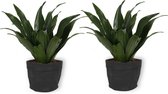 2x Kamerplant Dracaena Compacta - ± 30cm hoog - In zwarte sierzak