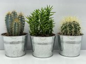 Cactus- Cactus  mix 3 soorten-10.5 cmØ- zinken pot- Pilocereus Azereus- Echinocactus Grusonii- Opuntia Subulata