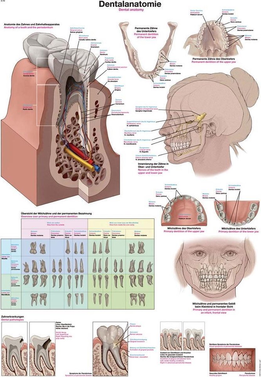 Erler-Zimmer Het menselijk lichaam - anatomie poster gebit en tanden (papier, 50x70 cm) zonder ophangsysteem