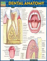 Dental Anatomy - Laminated