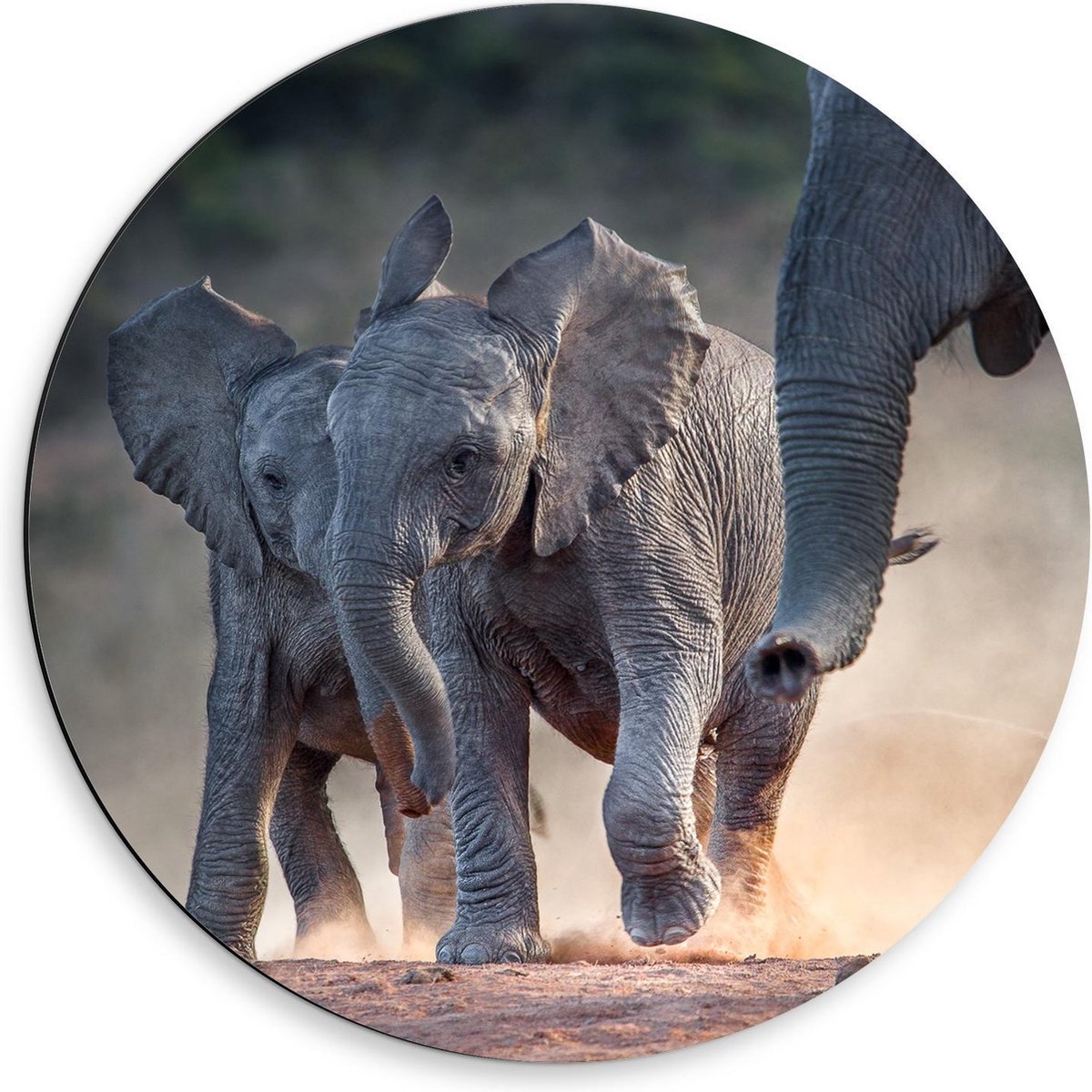 Dibond Wandcirkel - Baby Olifantjes bij Moeder - 50x50cm Foto op Aluminium Wandcirkel (met ophangsysteem)