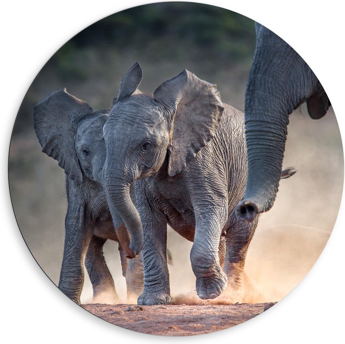 Dibond Wandcirkel - Baby Olifantjes bij Moeder - 80x80cm Foto op Aluminium Wandcirkel (met ophangsysteem)
