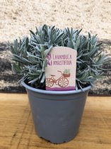 Lavendel voor in de tuin 6 stuks / The Herbs Family