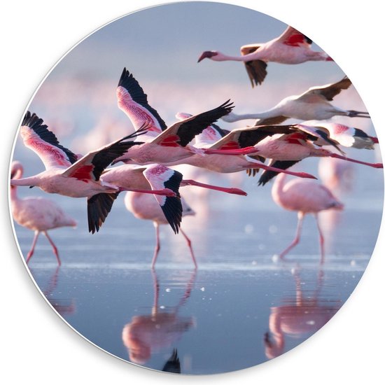 Forex Wandcirkel - Groep Flamingo's bij het Water - 50x50cm Foto op Wandcirkel (met ophangsysteem)