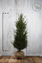 10 stuks | Taxus baccata Kluit 120-140 cm Extra kwaliteit - Formele haag - Geschikt voor vormsnoei - Vruchtdragend - Weinig onderhoud