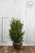 10 stuks | Buxus - Struiken Kluit 50-60 cm - Kleinbladig - Wintergroen - Compacte groei - Geschikt als lage haag - Geschikt voor vormsnoei