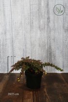 10 stuks | Berberis verruculosa Pot 20-25 cm - Inbraakwerend - Langzame groeier - Prachtige herfstkleur - Wintergroen
