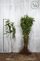 25 stuks | Chinees klokje Blote wortel 40-60 cm - Bladverliezend - Bloeiende plant - Groeit opgaand - Informele haag