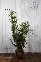 10 stuks | Laurier 'Herbergii' Kluit 60-80 cm - Bloeiende plant - Compacte groei - Makkelijk te snoeien - Wintergroen - Zeer winterhard