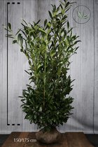 10 stuks | Laurier 'Herbergii' Kluit 150-175 cm Extra kwaliteit - Bloeiende plant - Compacte groei - Makkelijk te snoeien - Wintergroen - Zeer winterhard