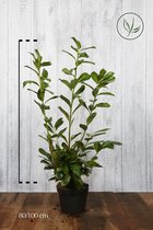 10 stuks | Laurier 'Novita' Pot 80-100 cm - Bloeiende plant - Grootbladig - Snelle groeier - Vruchtdragend - Wintergroen