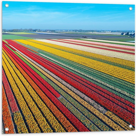Tuinposter – Tulpenvelden in Zonnig Nederland - 80x80cm Foto op Tuinposter  (wanddecoratie voor buiten en binnen)