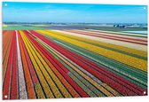 Tuinposter – Tulpenvelden in Zonnig Nederland - 120x80cm Foto op Tuinposter  (wanddecoratie voor buiten en binnen)