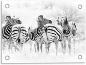 Tuinposter – Kudde Zebra's (zwart/wit) - 40x30cm Foto op Tuinposter  (wanddecoratie voor buiten en binnen)