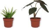 Set van 2 Kamerplanten - Aloë Vera & Alocasia Wentii - ±  30cm hoog - 12cm diameter