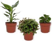 Set van 3 Kamerplanten - Peperomia Green Gold & Callisia Turtle & Strelitzia Reginae - ±  30cm hoog - 12cm diameter