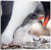 Dibond - Baby Pinguïn Knuffelend bij Mama - 50x50cm Foto op Aluminium (Wanddecoratie van metaal)