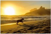 Poster – Hond op Strand met Zonsondergang - 120x80cm Foto op Posterpapier
