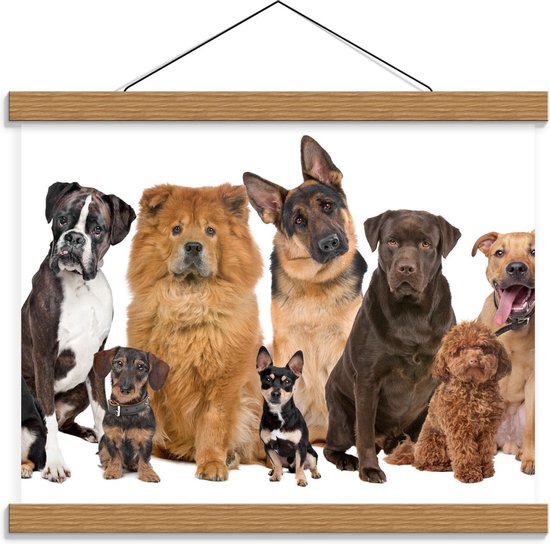 Schoolplaat – Verschillende Hondenrassen op de Foto - 40x30cm Foto op Textielposter (Wanddecoratie op Schoolplaat)