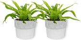 2x Kamerplant Asplenium Antiquum – Vogelnestvaren - ± 25cm hoog – 12cm diameter - in witte betonnen pot