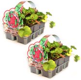 Heuchera sanguinea Ruby Bells’ (Purperklokje) - 12 planten (2x sixpack) - Bodembedekker - Vaste plant - PurperklokjeTuinplant - Winterhard - Groenblijvend - Groen -