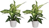 2x Kamerplant Dieffenbachia - ± 30cm hoog – 12 cm diameter - in witte pot