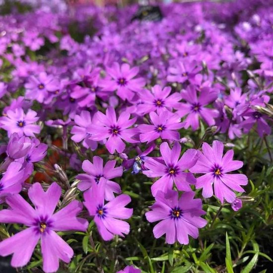 8x winterharde bodembedekkers 16 6x Kruipphlox (Phlox (S) 'Purple Beauty') - Paars