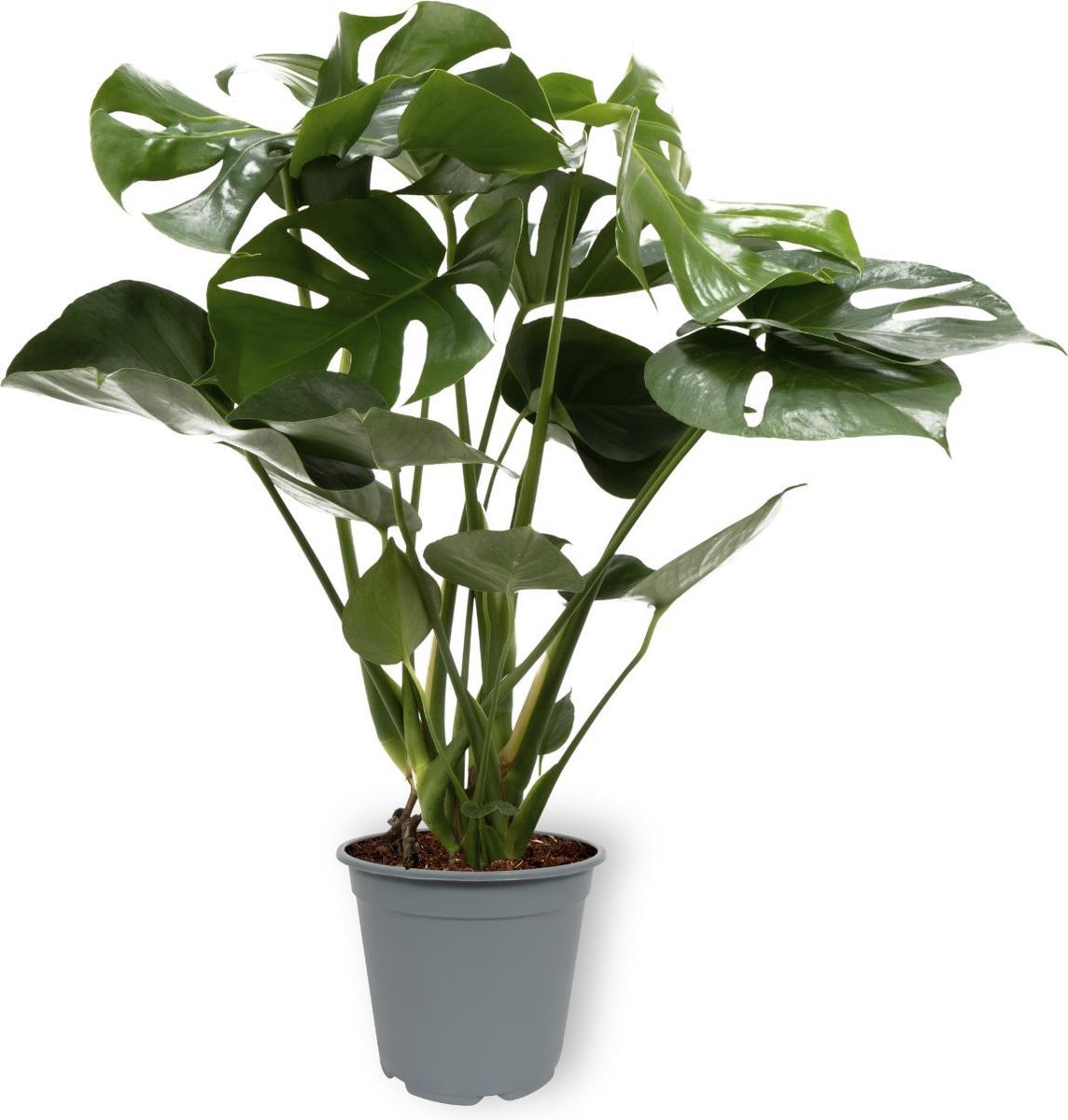 Monstera Deliciosa Tauerii Large - in Kweekpot - 60 cm hoog - 19cm diameter