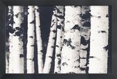 JUNIQE - Poster met houten lijst Berken -13x18 /Wit & Zwart