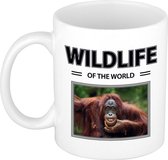 Orang oetan Aap mok met dieren foto wildlife of the world