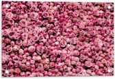 Tuinposter – Zee van Roze Rozen - 60x40cm Foto op Tuinposter  (wanddecoratie voor buiten en binnen)