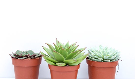 Echeveria vetplant mix 3 stuks
