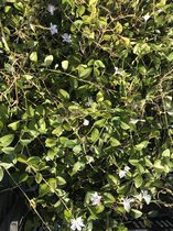 2x Prunus lusitanica 'Angustifolia' portugese laurier bolvorm 80-90cm Doorsnede