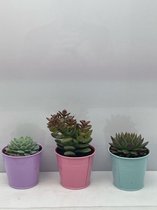 Cactus24- Succuelten Mix- 3 Stuks- 9.5cm Gekleurde Zinken Potten- 10-15cm Hoog- Vetplanten- Kamerplanten