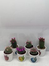 Cactus- Cactus bloeiend mix 6 stuks - Rising sun pot- Mammillaria- 6.5cmØ- ± 8-15cm hoog