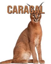 Caracal