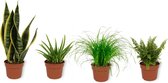 Set van 4 Kamerplanten - Aloe Vera & Cyperus Zumula & Nephrolepis Vitale & Sansevieria Superba - ± 25cm hoog - 12cm diameter