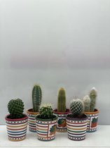 Cactus- Cactus mix 6 soorten- 6.5cmØ- mexico pot ± 8-17cm hoog