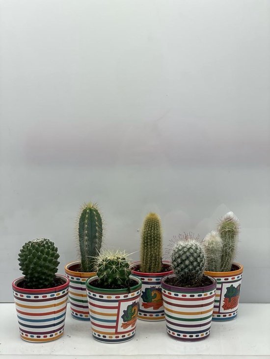 maat Refrein de eerste Cactus- Cactus mix 6 soorten- 6.5cmØ- mexico pot ± 8-17cm hoog | bol.com