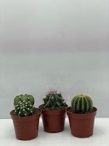 Cactus- Cactus bollen mix 3 soorten-8.5 cmØ- Ferocactus Stainesii- Notocactus Leninghausii- Echinopsis Multiplex