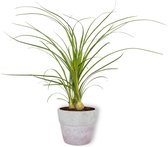 Kamerplant Nolina Recurvata - Olifantspoot - ±  25cm hoog - 12cm diameter - in lila betonnen pot