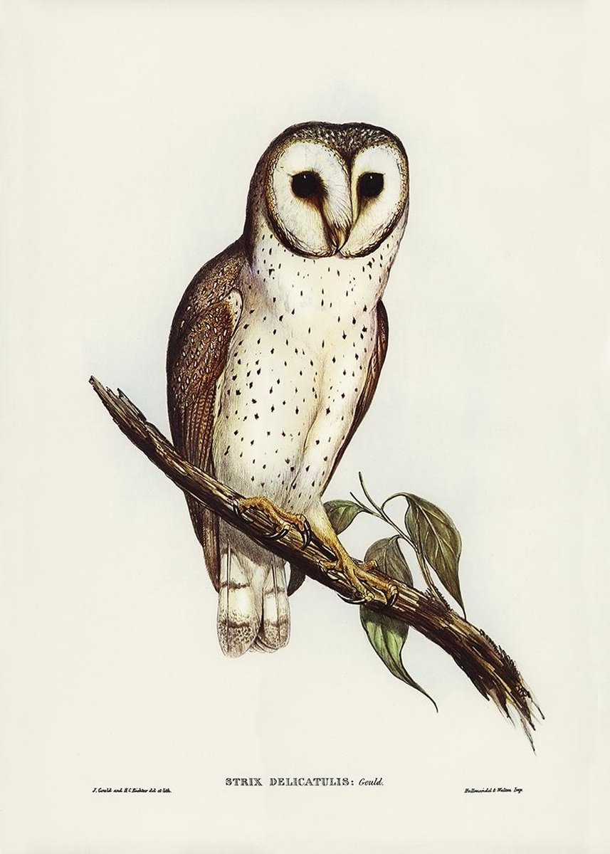Esque Poster Uil op een Boomtak - Vintage Illustratie Dieren Schoolplaat - 50x70 Losse poster