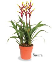 Bromelia Sierra | 12cm